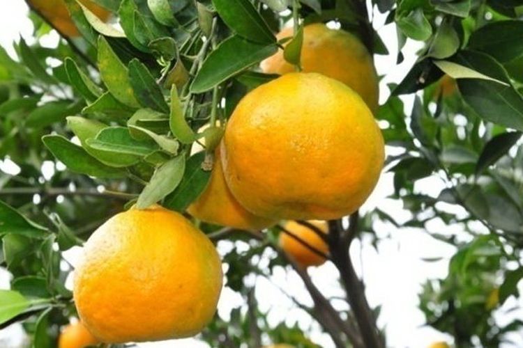 Ilustrasi buah jeruk keprok, pohon jeruk keprok.