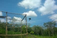 Elang Brontok Dilepasliarkan di Gunung Kidul dengan GPS
