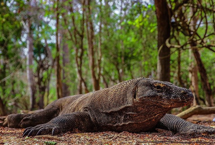 Komodo Indonesia Bakal Ditempatkan di Jepang untuk Breeding Loan, Apa Itu?