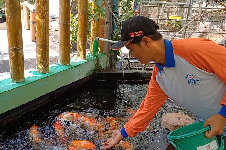 Dany Arwanto, Ketua RT 07 RW 01 Tugu Utara, Jakarta Utara memberi pakan ikan hias di kebun warga Gang Cemara 01, Tugu Utara, Koja, Jakarta Utara, Rabu (5/7/2023).