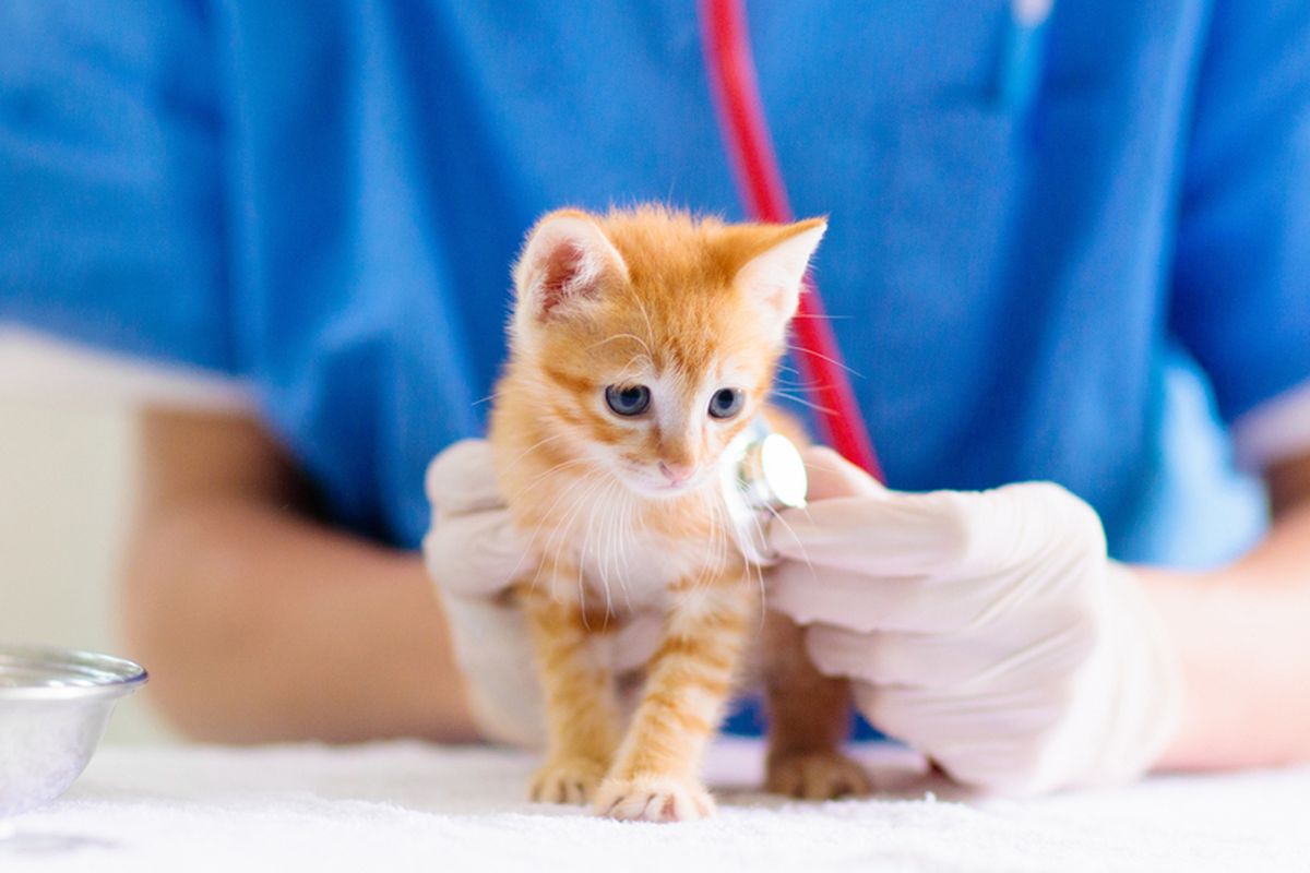 Ilustrasi anak kucing diperiksa oleh dokter hewan 