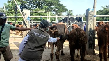 Cek Kesehatan Hewan Kurban, Dinkes Blitar Temukan Seekor Sapi Sakit Lato-lato dan 16 Cacingan 