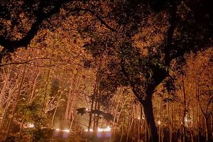 Lagi, Karhutla Kembali Landa Hutan Rakyat di Ponorogo, Tiga Hektare Lahan Terbakar