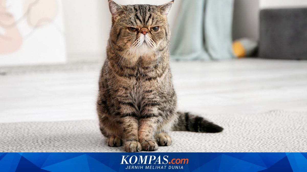 Bagaimana Cara Mengobati Kucing Kencing Darah?