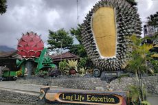 Kebun Durian Warso Farm di Bogor: Daya Tarik, Jam Buka, dan Rute