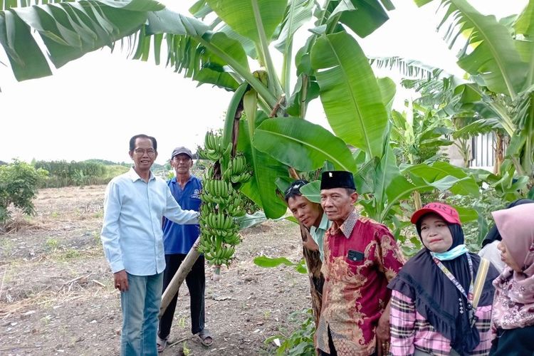 Kelurahan Tambak Wedi, Kecamatan Kenjeran, Kota Surabaya, Jawa Timur, menjadi salah satu kawasan urban farming yang kini menjadi sumber penghidupan warganya. 