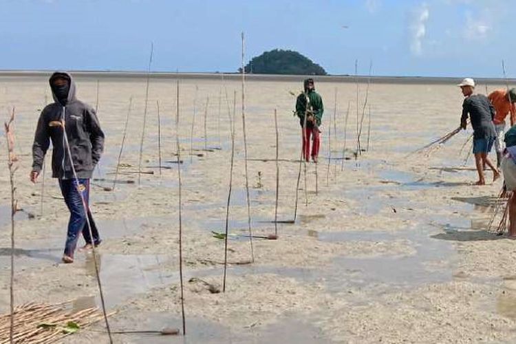 Sebagian lahan yang proses tanam Mangrove di Desa Juru Seberang, Belitung, Agustus 2021.