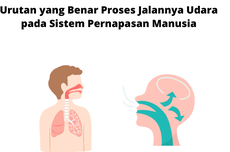 Urutan yang Benar Proses Jalannya Udara pada Sistem Pernapasan Manusia