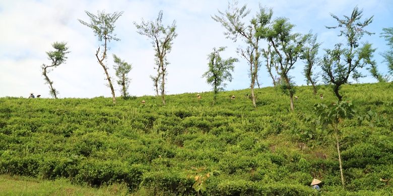  Petani Kebun Teh Kertowono tengah memetik pucuk daun teh pada suatu pagi, Senin (10/5/2017). Perkebunan Teh Kertowono di Kecamatan Gucialit, Kabupaten Lumajang, Jawa Timur berdiri sejak tahun 1910.