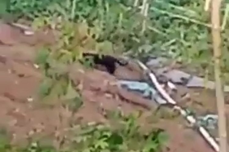 Seekor macan kumbang menampakan diri di kebun warga di Kecamatan Pangalengan yang berdekatan dengan Gunung Tilu. Keberadaan macan kumbang tersebut berhasil direkam warga sekitar dan viral di Media Sosial beberapa waktu lalu.