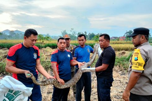 Ular Piton Sepanjang 4 Meter Muncul di Sawah, Warga Ponorogo Sempat Hentikan Aktivitas Panen Raya