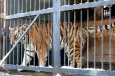 Gadis Remaja Diterkam Harimau di Sebuah Kebun Binatang di Rusia