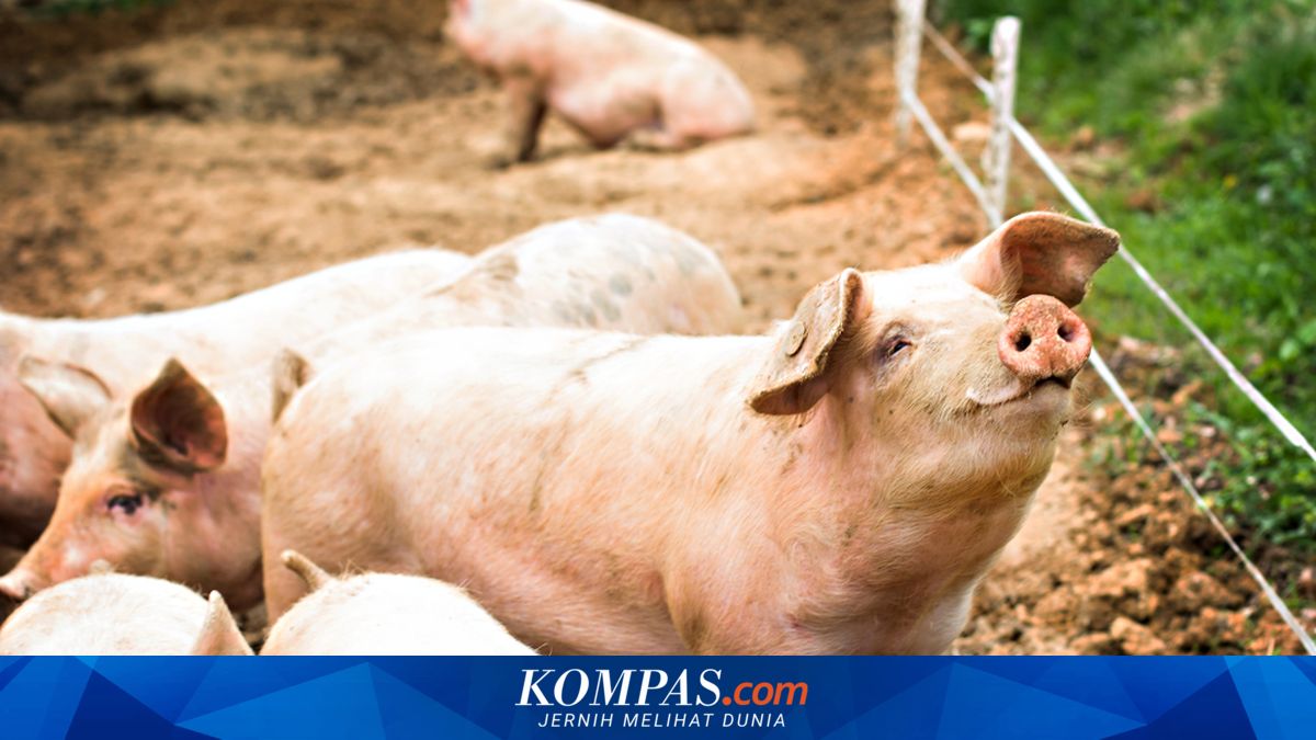 Terserang Virus ASF, Belasan Ribu Babi di Luwu Timur Mati