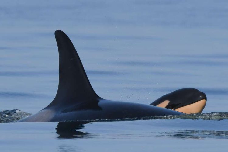 Bayi paus pembunuh J57 diperkirakan baru berusia 1-2 hari. Bayi orca ini adalah anak dari paus pembunuh yang dua tahun lalu berduka dan membawa-bawa bangkai anaknya sampai 17 hari.