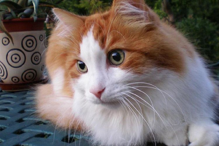 Ilustrasi ras kucing Turkish Angora. 