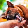Cara Menangani Luka akibat Gigitan Anjing