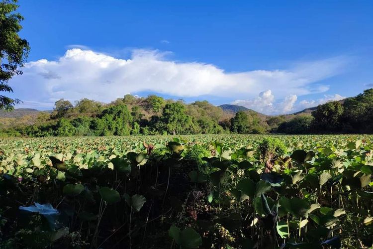 Telaga Teratai Pota merupakan satu dari sekian spot destinasi unggulan di Jalur utara dari Pulau yang berada di Pota, Ibukota Kecamatan Sambi Rampas, Manggarai Timur, Flores, NTT, Minggu, (25/9/2022). (KOMPAS.com/BOE BERKELANA-PEMANDU WISATA FLORES)