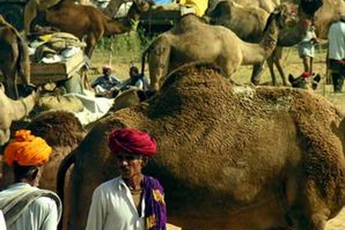 Pasar unta di Pushkar.
