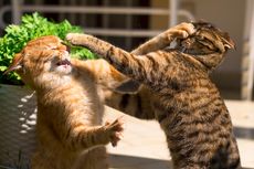 5 Penyebab Kucing Berkelahi dan Cara Menghentikannya