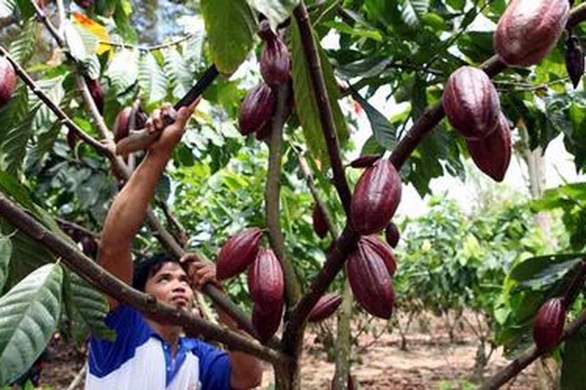 Masa panen kakao di Sulawesi Selatan tahun ini dipastikan mundur akibat tingginya intensitas hujan di Kabupaten Luwu dan sekitarnya. Sejumlah petani khawatir produksi anjlok akibat pembuahan yang tidak optimal.