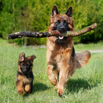 7 Fakta Menarik Anjing German Shepherd, Cerdas Dan Bantu Tugas Polisi