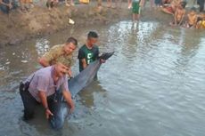 Lumba-lumba Sepanjang Tiga Meter Terdampar di Perairan Lhokseumawe