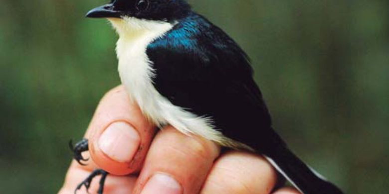 61 Gambar Burung Ababil Yang Asli HD