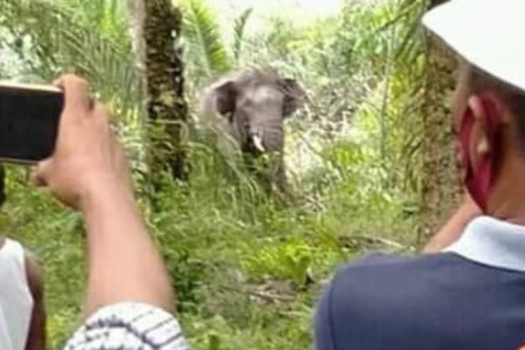 Gajah liar yang masu ke pemukiman warga di Desa Bumi Makmur, Kecamatan Nibung, Kabupaten Musirawas Utara (Muratara), Sumatera Selatan, Selasa (12/5/2020). Akibat kejadian tersebut satu orang warga tewas terinjak.