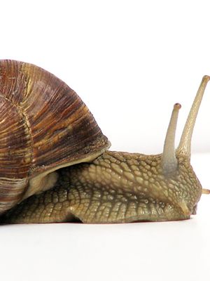 Ilustrasi siput darat.