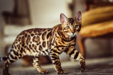 6 Ras Kucing yang Mirip Harimau dan Macan Tutul, Tertarik Memelihara?