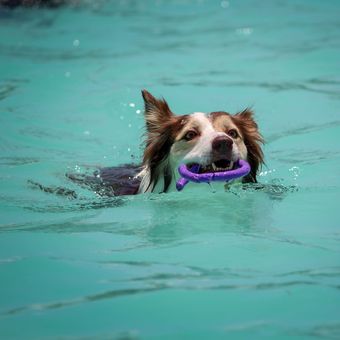 Ilustrasi anjing berenang.