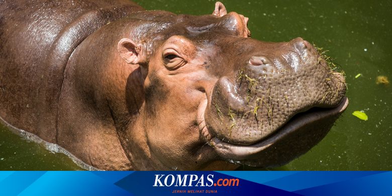 Wow Kuda Nil Genchan di Kebun Binatang Tennoji, Jepang Ternyata Betina