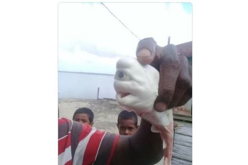 Viral Foto Hiu Putih Mata Satu Diklaim di Maluku, Benarkah?