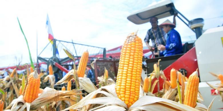 Suasana panen raya di kawasan jagung modern Lamongan, Selasa (24/1/2017).