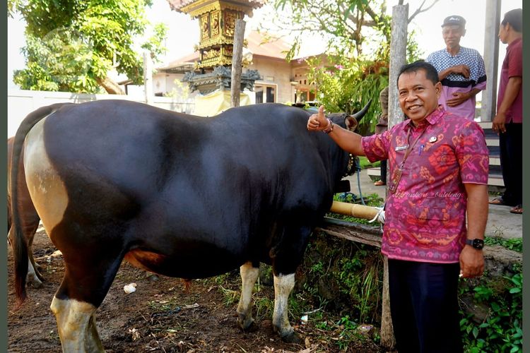 Haru Peternak Buleleng, Sapi 868 Kg Miliknya Dibeli Prabowo Rp162 Juta, Dulu Beli Rp11 Juta