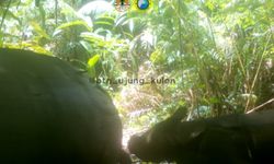 Individu Baru Anak Badak Jawa Tertangkap Kamera di Ujung Kulon