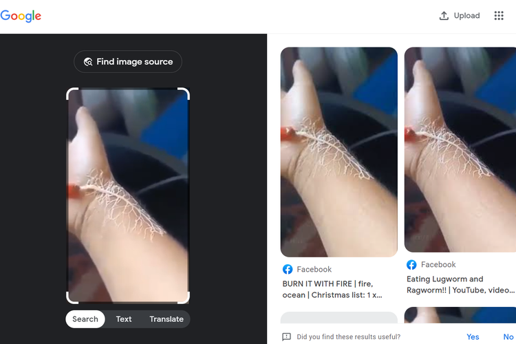 Tangkapan layar pencarian gambar di Google Lens, mengarah ke video Facebook dengan keterangan cacing pita Gorgonorhynchus.
