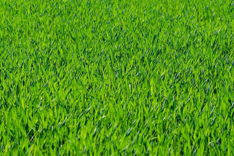 Panduan Menanam dan Merawat Rumput Jepang agar Tetap Hijau