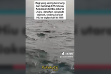 Viral, Video Kemunculan Hiu di Kepulauan Seribu, Ini Imbauan dari KPKP