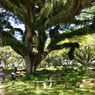Wisata De Djawatan Banyuwangi, Ada 805 Pohon Berumur 150 tahun
