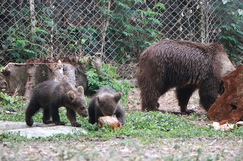 Perkenalkan, 2 Bayi Beruang Hasil Pengembangbiakan di Taman Safari Prigen