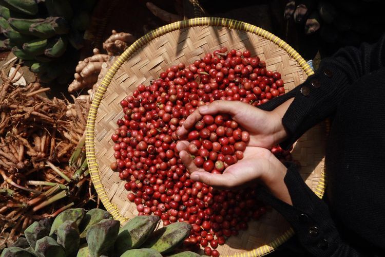 Biji kopi yang dipanen di Bekasi, Jawa Barat. Lokasinya di dalam Kebun Seniman Pangan, Javara Indonesia.