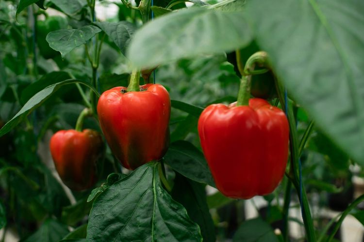 Ilustrasi tanaman paprika, menanam paprika.