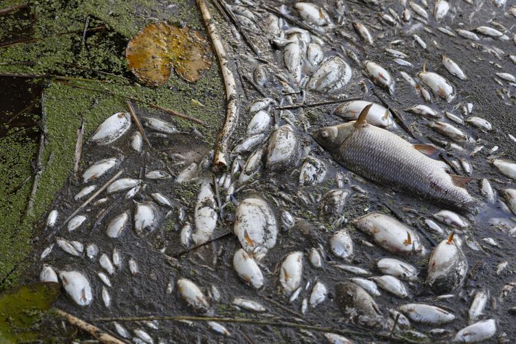 Bangkai ikan mati di Sungai Oder, kota Schwedt, Jerman timur, pada Jumat (12/8/2022). Ribuan ikan mati muncul di sungai yang melewati Jerman dan Polandia tersebut, penyebabnya belum diketahui.