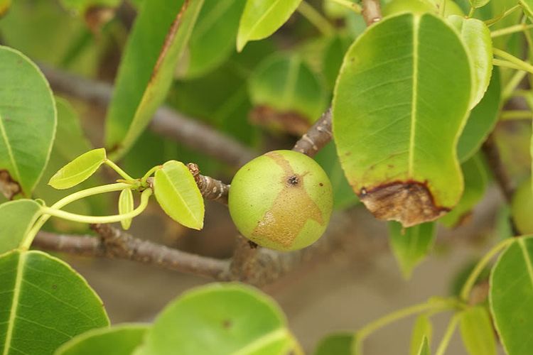 Selain daun dan getahnya, tumbuhan Mancineel memiliki buah yang beracun