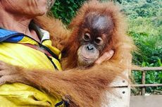 Mengenal Orangutan Tapanuli, Kerabat Dekat Manusia