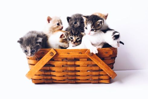Pakar IPB Bagikan Tips Merawat Kucing bagi Pemula