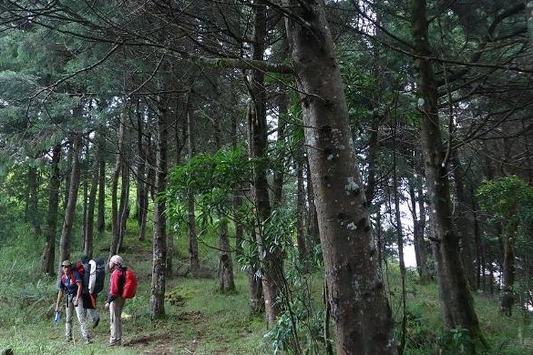 Jalur Pendakian Gunung Prau via Dusun Wates, Kecamatan Kalijajar, Kabupaten Temanggung, Jawa Tengah.