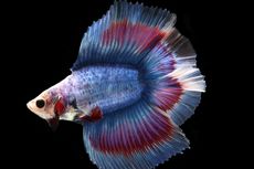 Berapa Lama Seekor Ikan Cupang Bisa Hidup?
