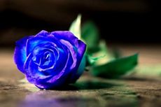 Mawar Biru jadi Tren Valentine di Inggris